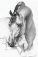 /album/fotogalerie/arabian-horse-by-caldeirasp-jpg/